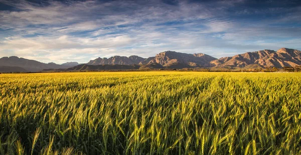 Golden wheat field in South Africa — Stock Photo, Image