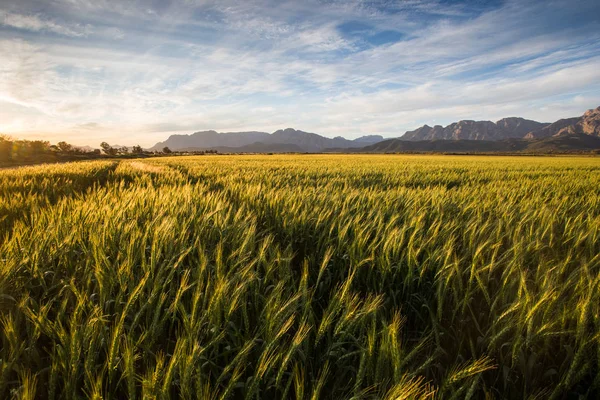 Golden wheat field in South Africa — Stock Photo, Image