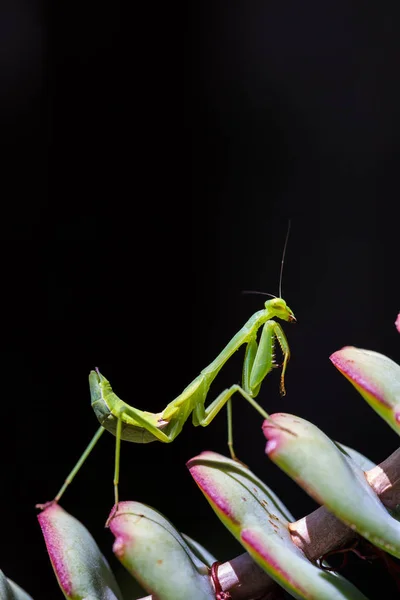 Louva-a-deus andando sobre uma planta — Fotografia de Stock