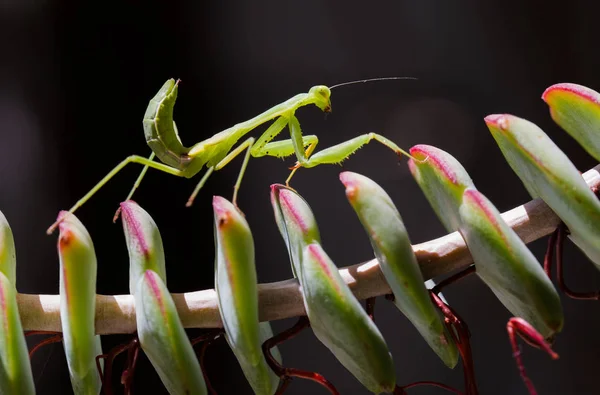 praying mantis walking on a plant