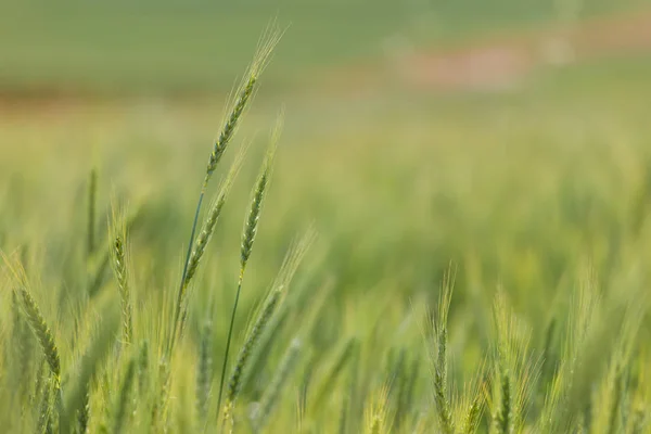 Cultivo de trigo verde jovem — Fotografia de Stock