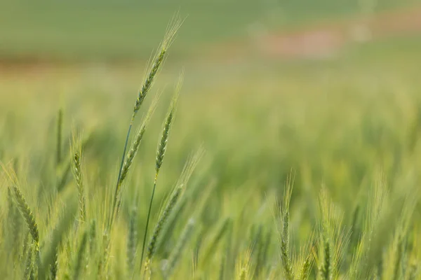 Ung grön vete växer — Stockfoto