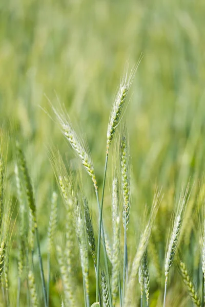 Young green wheat growing — Stock Photo, Image