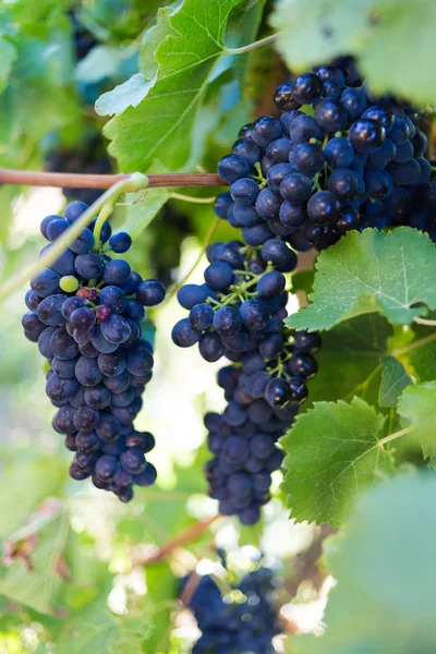 Uvas en el valle de Breede , — Foto de Stock