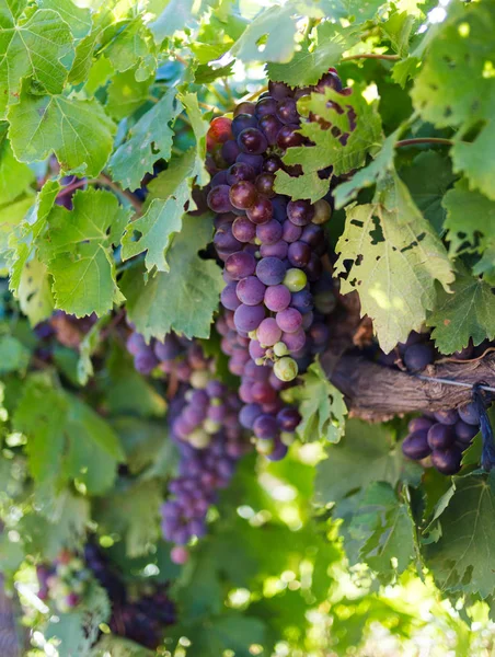 Uvas en el valle de Breede , —  Fotos de Stock