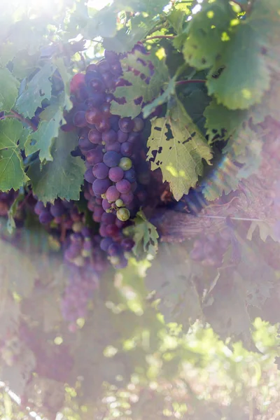 Grapes  in the Breede Valley, — Stock Photo, Image