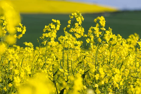 Raps eller raps blommor i ett fält — Stockfoto