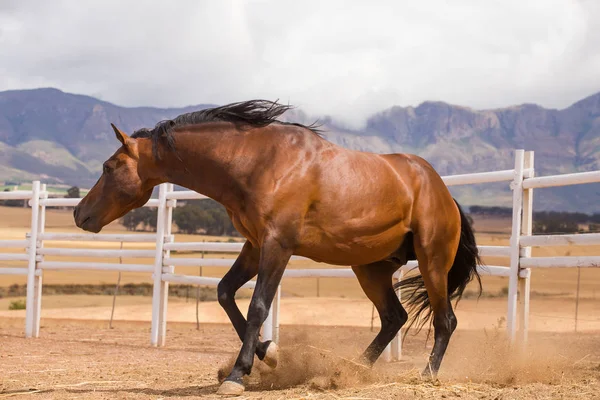 閉じるの徹底した繁殖馬 — ストック写真