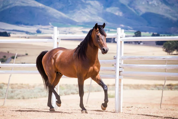 Primer plano de un caballo criado a fondo — Foto de Stock