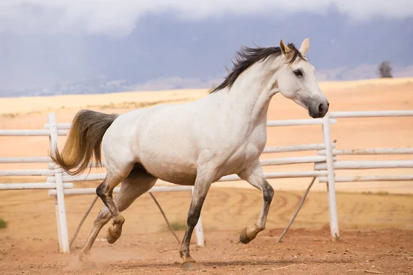 Zavřít o důkladné chováni koně — Stock fotografie