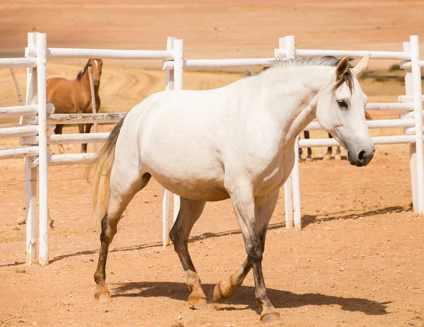 Primer plano de un caballo criado a fondo — Foto de Stock