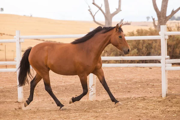 Primer plano de un caballo criado a fondo — Foto de Stock