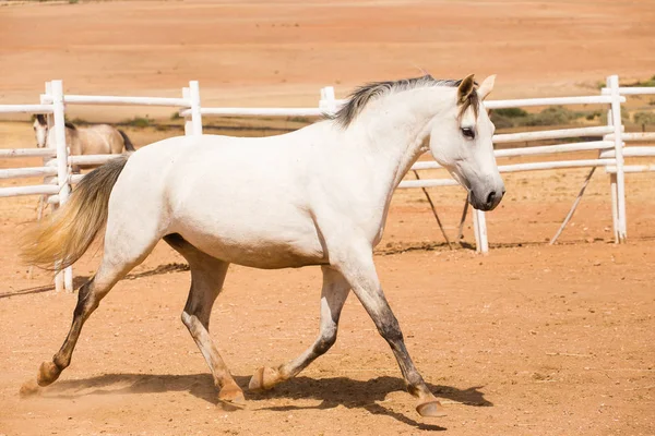 閉じるの徹底した繁殖馬 — ストック写真