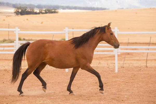 Primer plano de un caballo criado a fondo — Foto de Stock