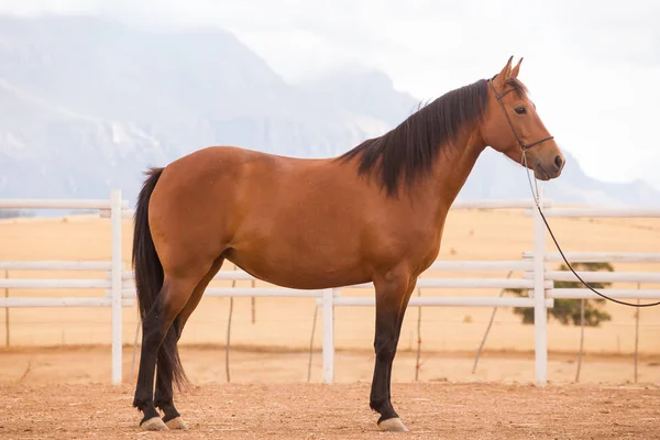Close up de um cavalo de raça completa — Fotografia de Stock