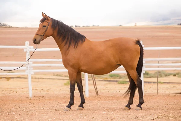 Nahaufnahme eines gründlich gezüchteten Pferdes — Stockfoto
