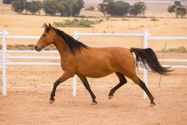 Primer plano de un caballo criado a fondo — Foto de Stock