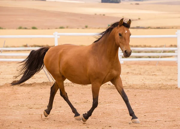 Primer plano de un caballo criado a fondo — Foto de Stock