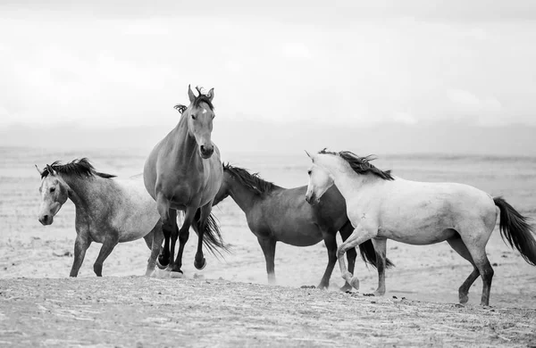 Hästar natur landskap. — Stockfoto