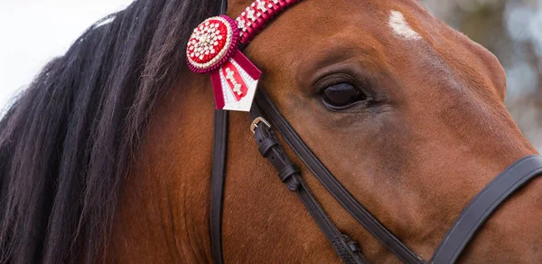Close up of a thorough bred horse — Stock Photo, Image
