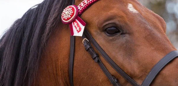 Gros plan d'un cheval élevé à fond — Photo