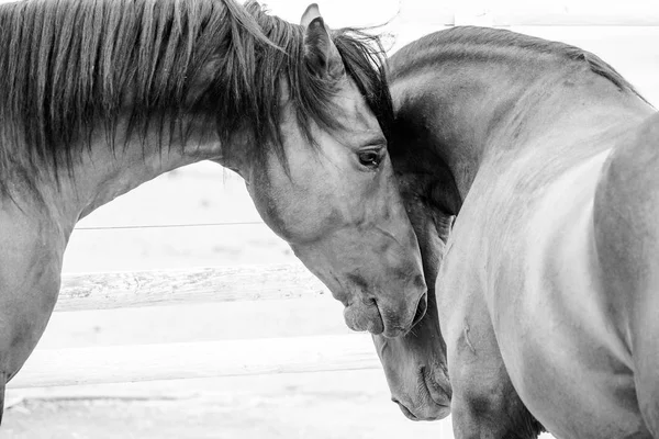 Cavalos natureza paisagem . — Fotografia de Stock