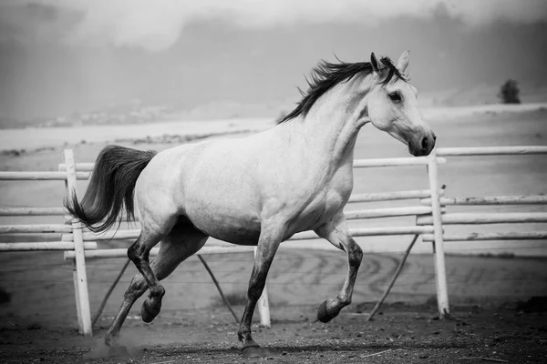 Fondo de pantalla de caballo fotos de stock, imágenes de Fondo de pantalla de caballo sin royalties | Depositphotos Fondo de pantalla de caballo fotos de stock, imágenes de Fondo de pantalla de caballo sin royalties | Depositphotos