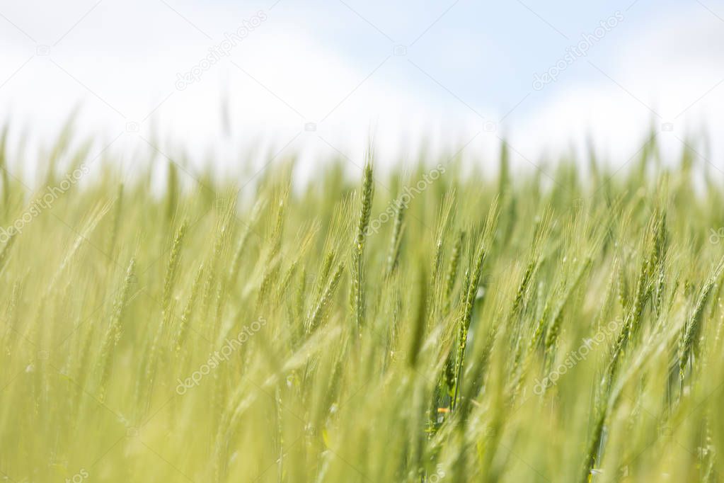 Young green wheat growing