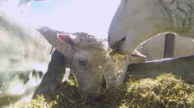  Güney Afrika'da çiftliğinde yemek koyun