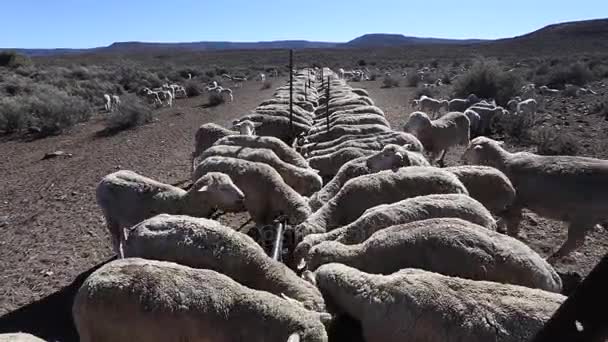 Ovinos comendo na fazenda na África do Sul — Vídeo de Stock