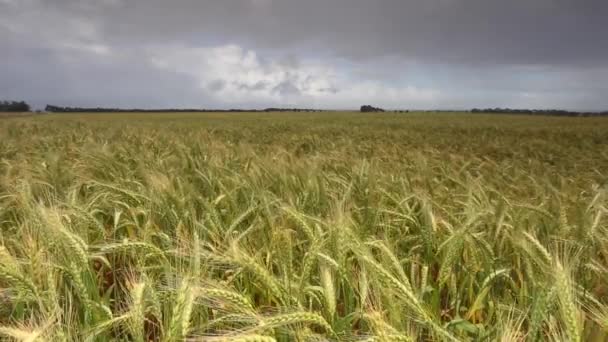 Campo de trigo en el Swartland — Vídeo de stock