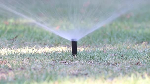 弹出在草坪上洒水器 — 图库视频影像