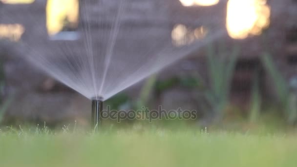 Pop up-sprinkler på en gräsmatta — Stockvideo