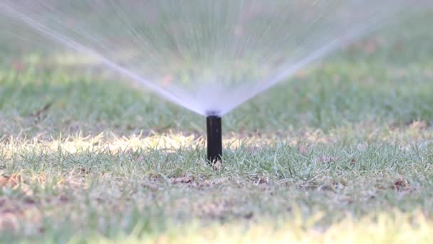 Pop up-sprinkler på en gräsmatta — Stockvideo