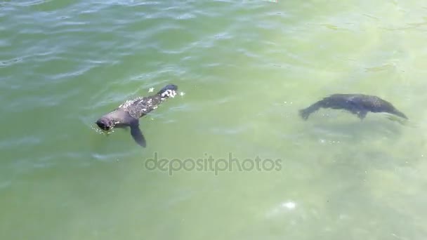 Ακρωτήριο σφραγίδες γούνα παίζοντας στα ρηχά νερά — Αρχείο Βίντεο