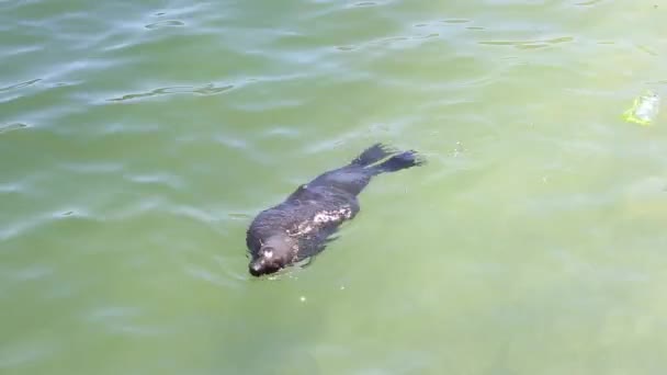 Cape fur seal playing in the shallow water — Stock Video