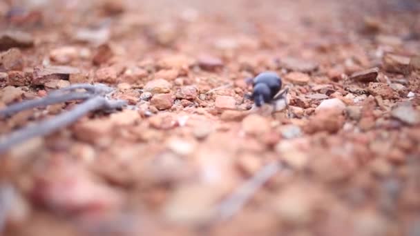Beetle walking on a rocky surface. — Stock Video