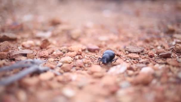 Escarabajo caminando sobre una superficie rocosa . — Vídeos de Stock