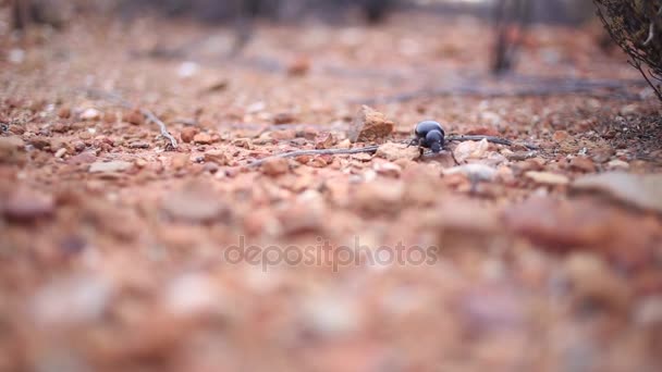 Escarabajo caminando sobre una superficie rocosa . — Vídeos de Stock