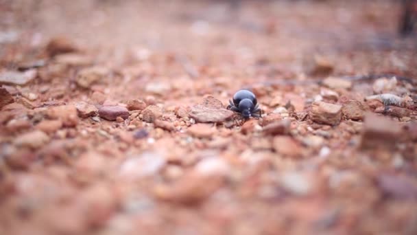 Escarabajo caminando sobre una superficie rocosa . — Vídeos de Stock