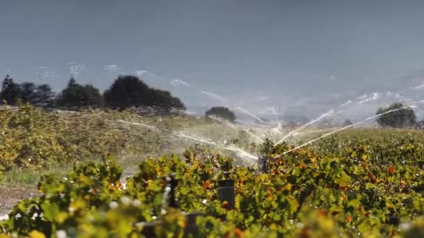 Крупним планом спринклери розбризкують воду — стокове відео