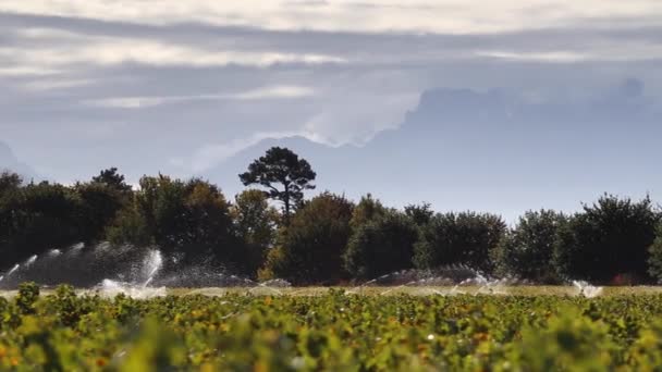 Acercamiento de aspersores rociando agua — Vídeos de Stock