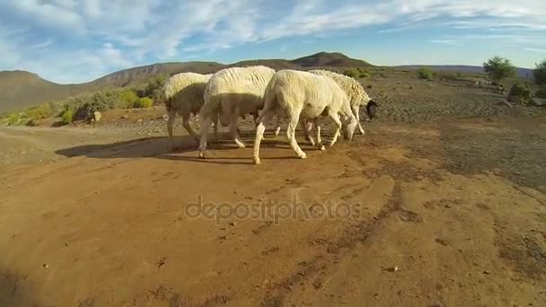 Schapen op de boerderij in het Tankwa karoo — Stockvideo