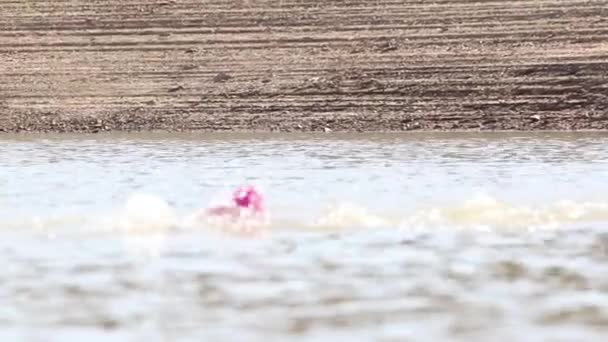 Triatleta feminina nadando em uma represa — Vídeo de Stock