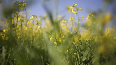 Kolza çiçekleri bir rüzgarda üfleme