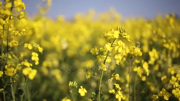 Raps blommor blåser i en vind — Stockvideo