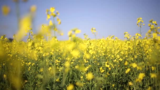 Koolzaad bloemen in een wind waait — Stockvideo