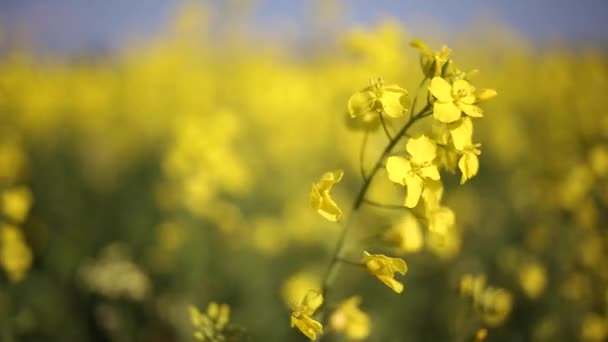Rapeseed flowers blowing in a breeze — Stock Video