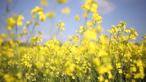 Rapeseed flowers blowing in a breeze — Stock Video