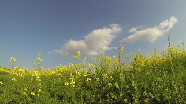 Rapeseed flowers blowing in a breeze — Stock Video